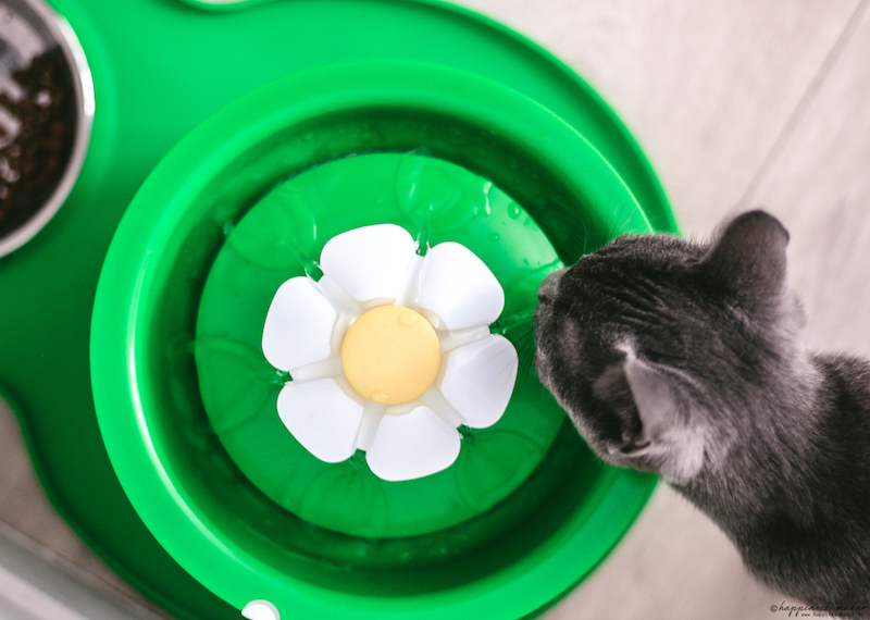 Abreuvoir avec fleur en acier inoxydable pour chats - Catit
