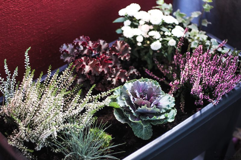 Jardinière d'automne : Quelques idées pour égayer son balcon